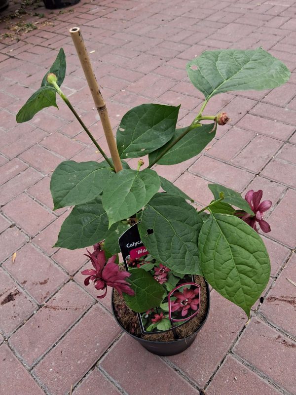 Calycanthus raulstonii 'Hartlage Wine' - Illatos fűszercserje - Image 2