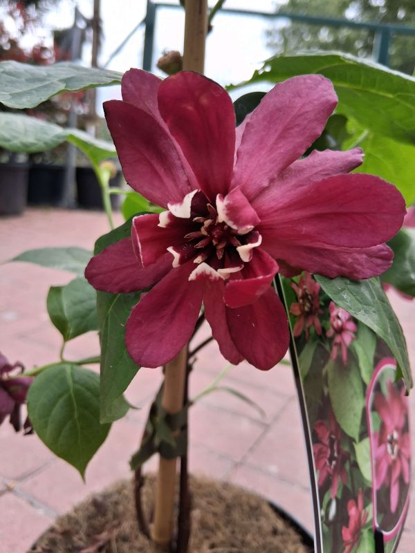 Calycanthus raulstonii 'Hartlage Wine' - Illatos fűszercserje - Image 3