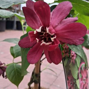 Calycanthus raulstonii 'Hartlage Wine' - Illatos fűszercserje