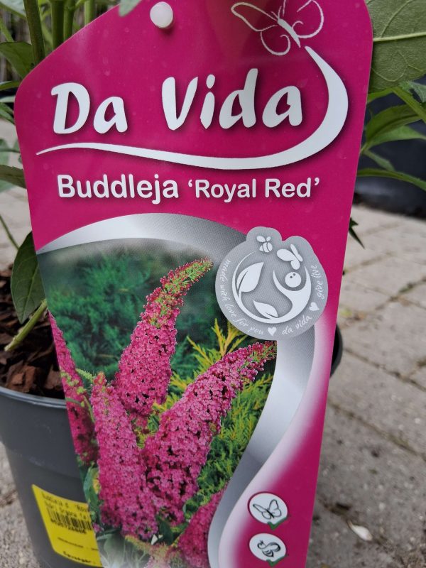 Buddleja davidii 'Royal Red' - Bíborpiros nyáriorgona - Image 4