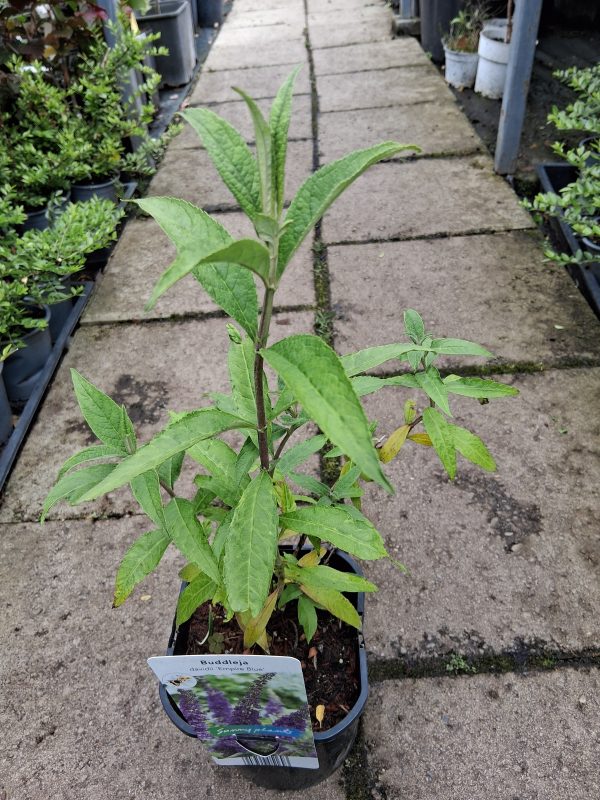 Buddleja davidii 'Empire Blue' - Kék virágú nyáriorgona - Image 2