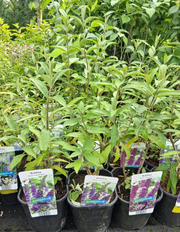 Buddleja davidii 'Black Knight' - Nyári orgona - Image 3