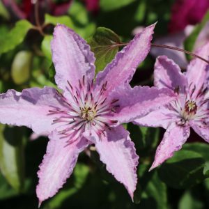 Clematis 'Hagley Hybrid' - Iszalag