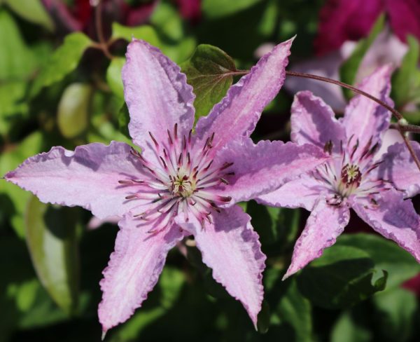 Clematis 'Hagley Hybrid' - Iszalag