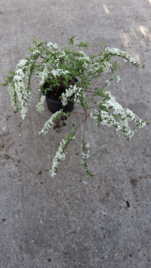 Spiraea × vanhouttei - Kerti gyöngyvessző