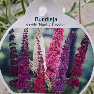 Buddleja davidii 'Nanho Tricolor' – Törpe nyári orgona