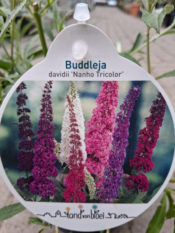 Buddleja davidii 'Nanho Tricolor' – Törpe nyári orgona