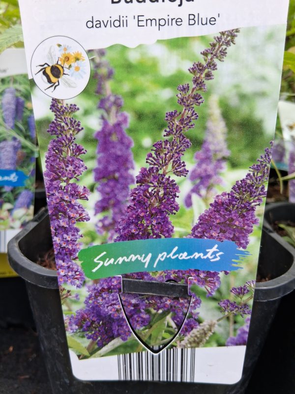 Buddleja davidii 'Empire Blue' - Kék virágú nyáriorgona - Image 3
