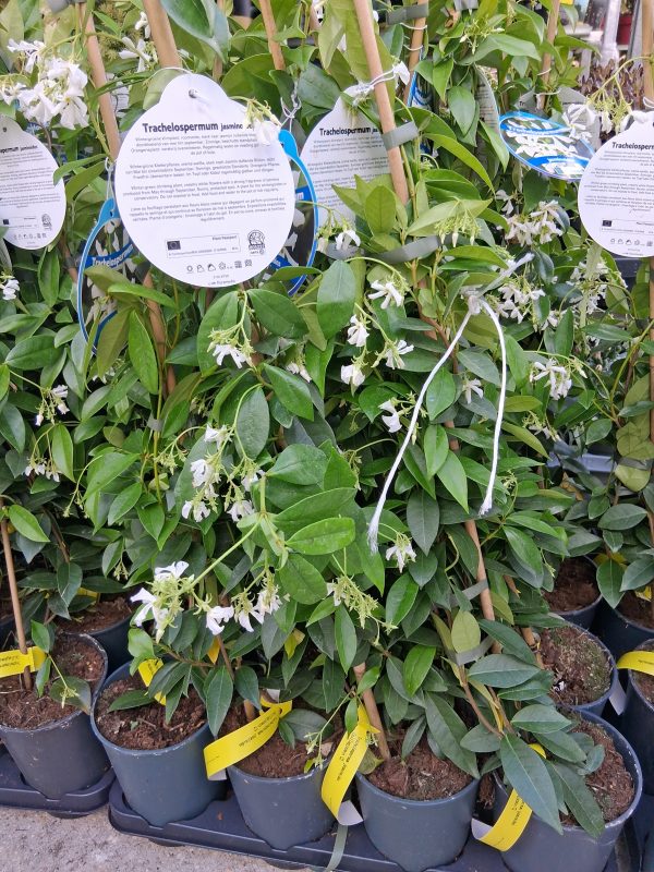 Trachelospermum jasminoides - Csillagjázmin