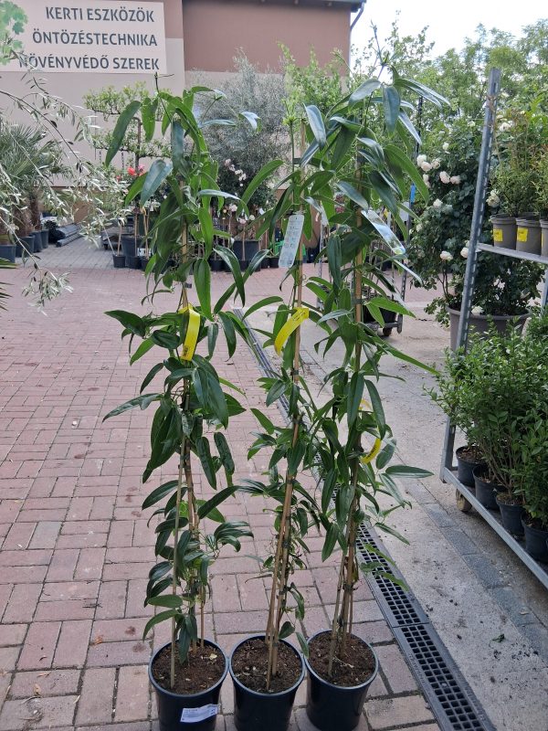 Clematis armandii - Örökzöld iszalag - Image 2