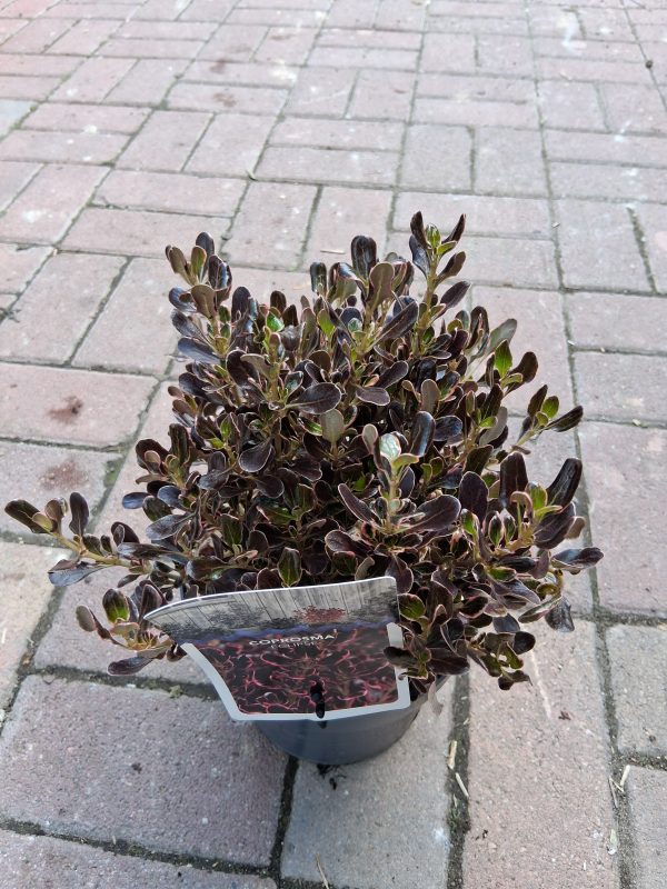 Coprosma 'Eclipse' – Amerikai tükörcserje - Image 3