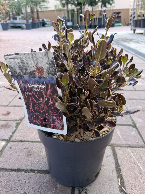 Coprosma 'Eclipse' – Amerikai tükörcserje - Image 2