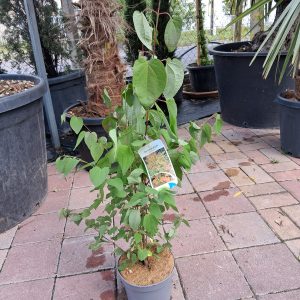 Cercidiphyllum japonicum - Kislevelű kacsurafa