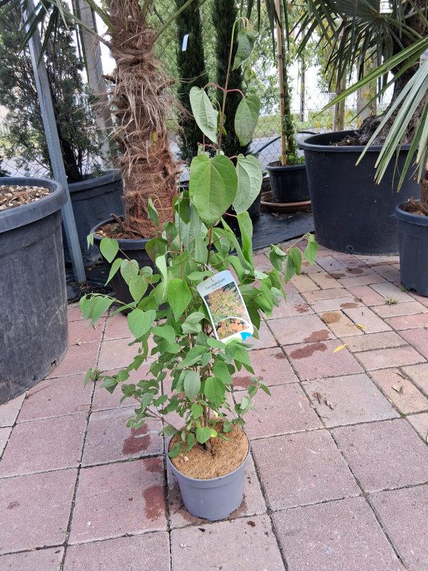 Cercidiphyllum japonicum - Kislevelű kacsurafa