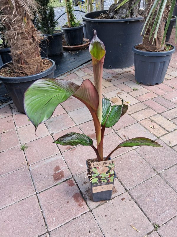 Ensete ventricosum 'Maurelii' - Abesszin banán - Image 2