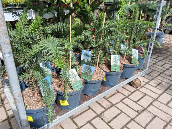 Araucaria araucana - Chilei fenyő - Image 5