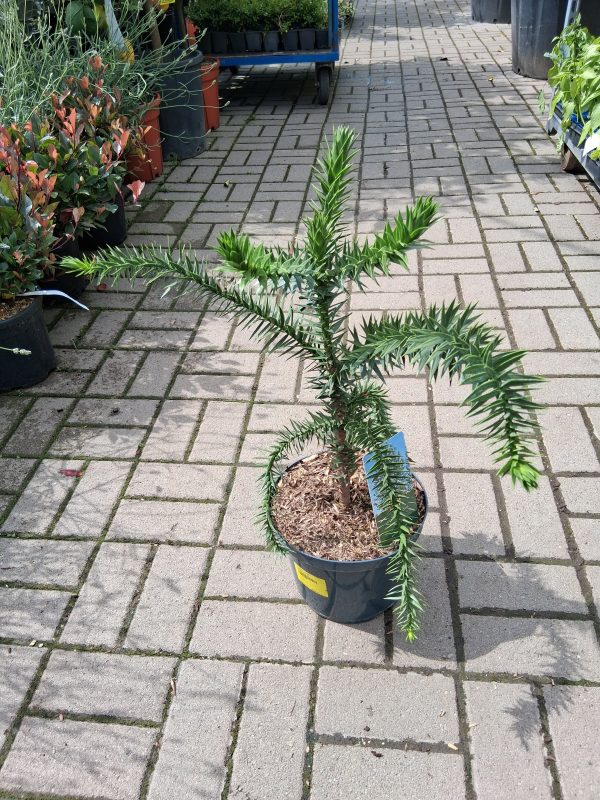 Araucaria araucana - Chilei fenyő - Image 6