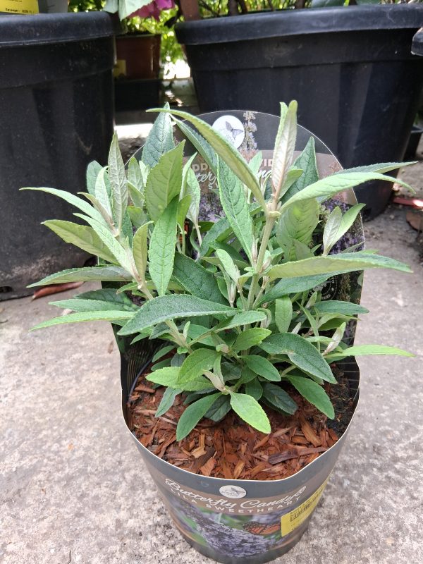 Buddleja davidii 'Butterfly Candy' – Illatos nyáriorgona - Image 2