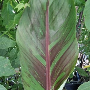 Musa sikkimensis 'Ever Red' - Télálló banán
