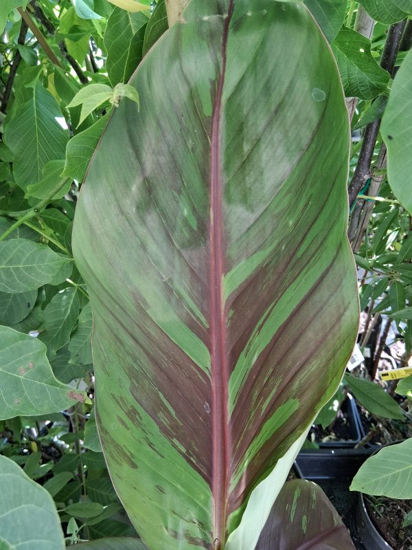 Musa sikkimensis 'Ever Red' - Télálló banán