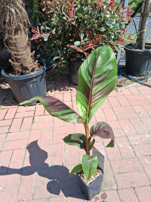 Musa sikkimensis 'Ever Red' - Télálló banán - Image 2