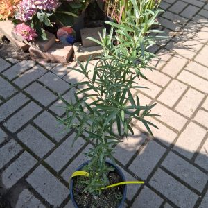 Hippophae rhamnoides 'Pollmix' - Porzó homoktövis