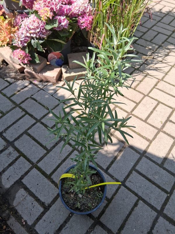 Hippophae rhamnoides 'Pollmix' - Porzó homoktövis