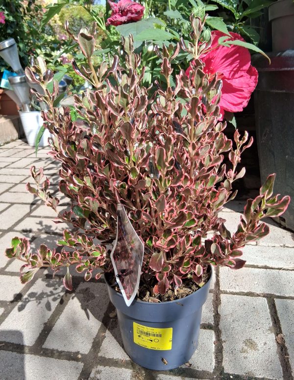 Coprosma 'Eclipse' – Amerikai tükörcserje - Image 2