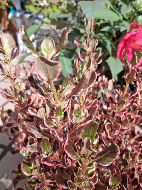 Coprosma 'Eclipse' – Amerikai tükörcserje - Image 3