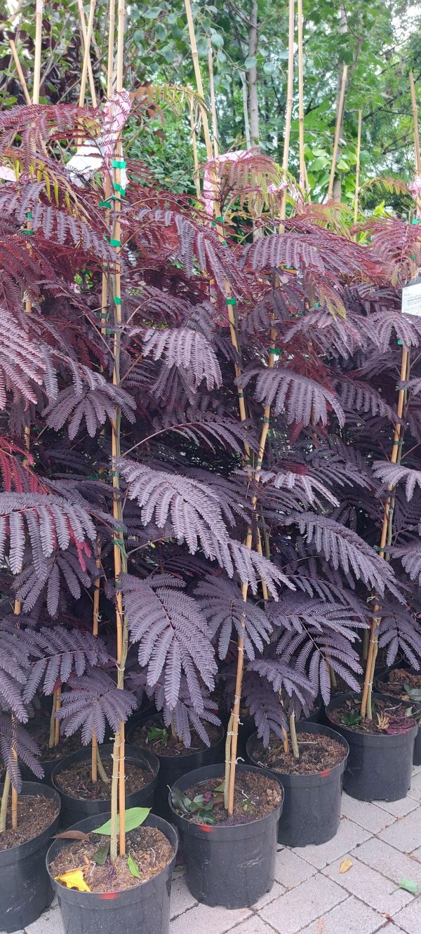 Albizia julibrissin 'Summer Chocolate' - Bordó levelű selyemakác - Image 4