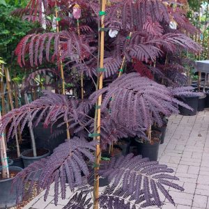 Albizia julibrissin 'Summer Chocolate' - Bordó levelű selyemakác