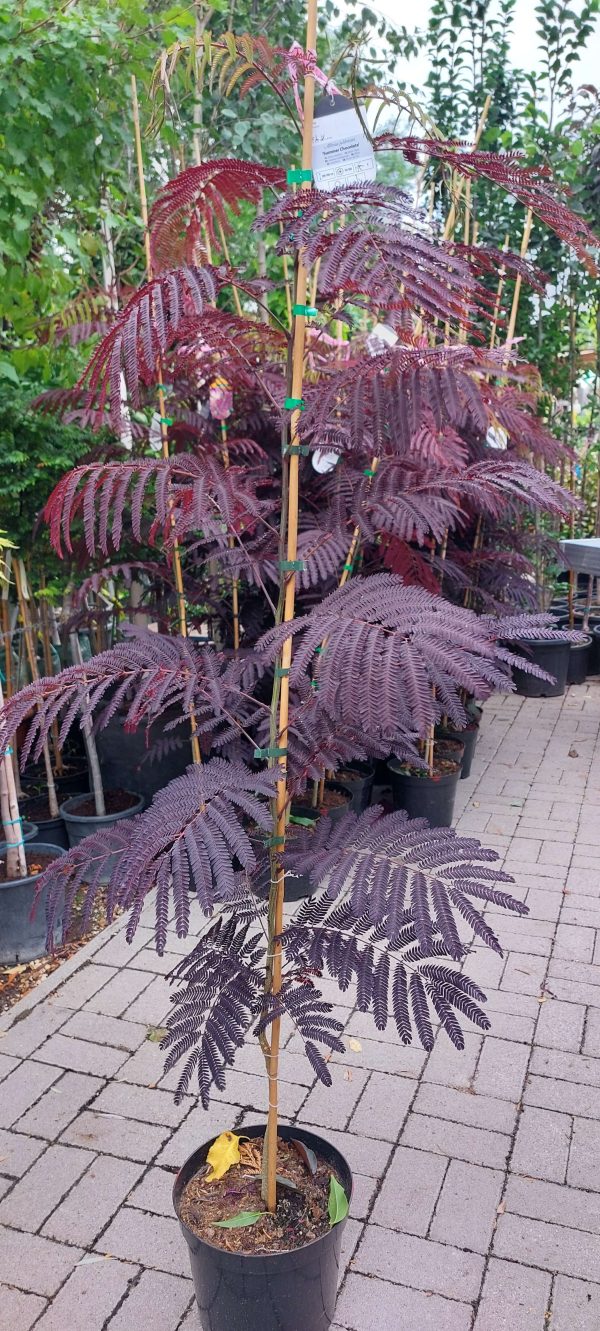 Albizia julibrissin 'Summer Chocolate' - Bordó levelű selyemakác
