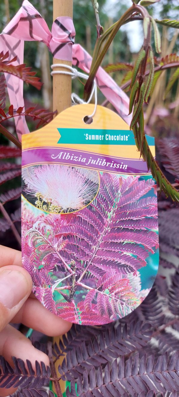 Albizia julibrissin 'Summer Chocolate' - Bordó levelű selyemakác - Image 5