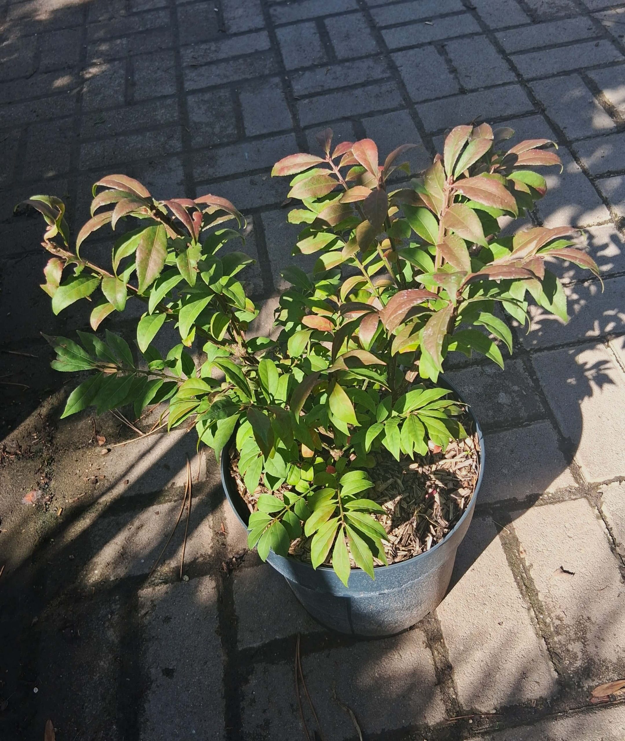 Euonymus alatus - Szárnyas kecskerágó - Image 3