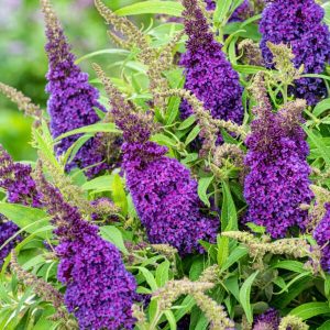 Buddleja davidii 'Butterfly Candy' – Illatos nyáriorgona