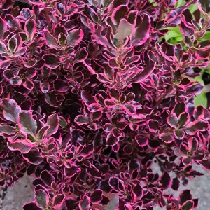 Coprosma 'Eclipse' – Amerikai tükörcserje