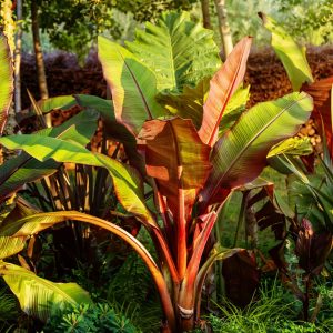 Ensete ventricosum 'Maurelii' - Abesszin banán