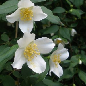 Philadelphus 'Mont Blanc' - Jezsámen