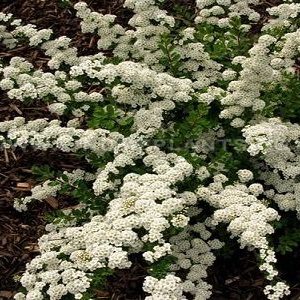 Spiraea japonica 'White Carpet' - Terülő gyöngyvessző