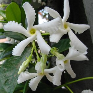Trachelospermum jasminoides - Csillagjázmin
