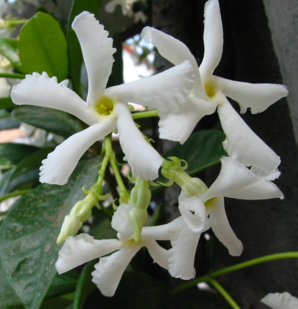 Trachelospermum jasminoides - Csillagjázmin