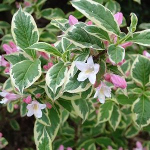 Weigela florida 'Nana Variegata' - Törpe rózsalonc