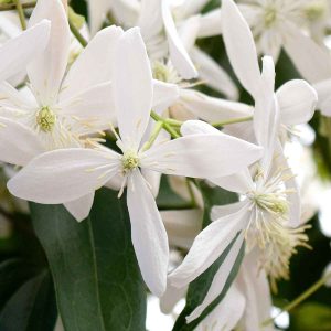 Clematis armandii - Örökzöld iszalag