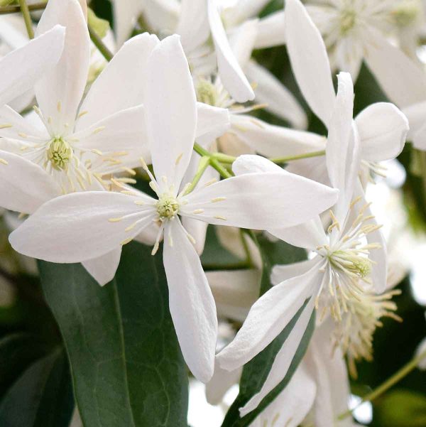 Clematis armandii - Örökzöld iszalag