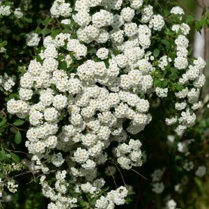 Spiraea × vanhouttei - Kerti gyöngyvessző