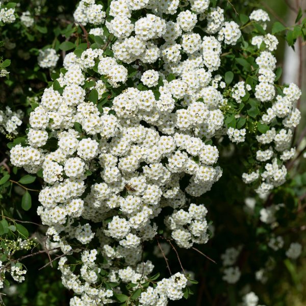 Spiraea × vanhouttei - Kerti gyöngyvessző
