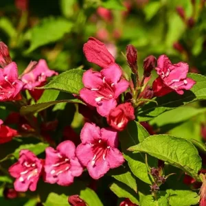 Weigela 'Eva Rathke' - Rózsalonc