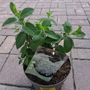 Hydrangea paniculata 'Bobo' - Bugás hortenzia
