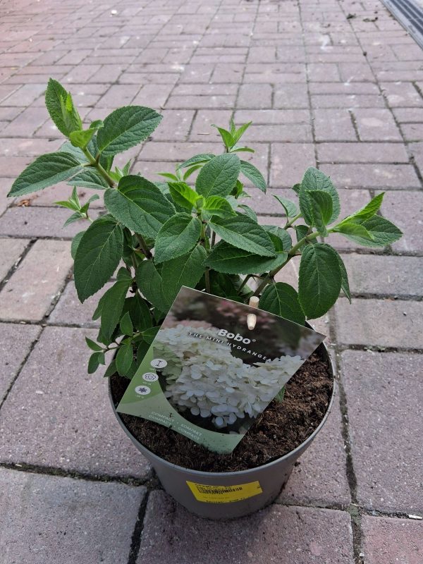 Hydrangea paniculata 'Bobo' - Bugás hortenzia