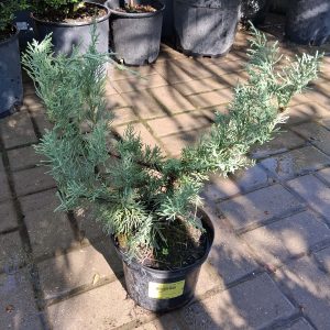 Juniperus chinensis ‘Pfitzeriana Glauca’ – Kék terülő boróka